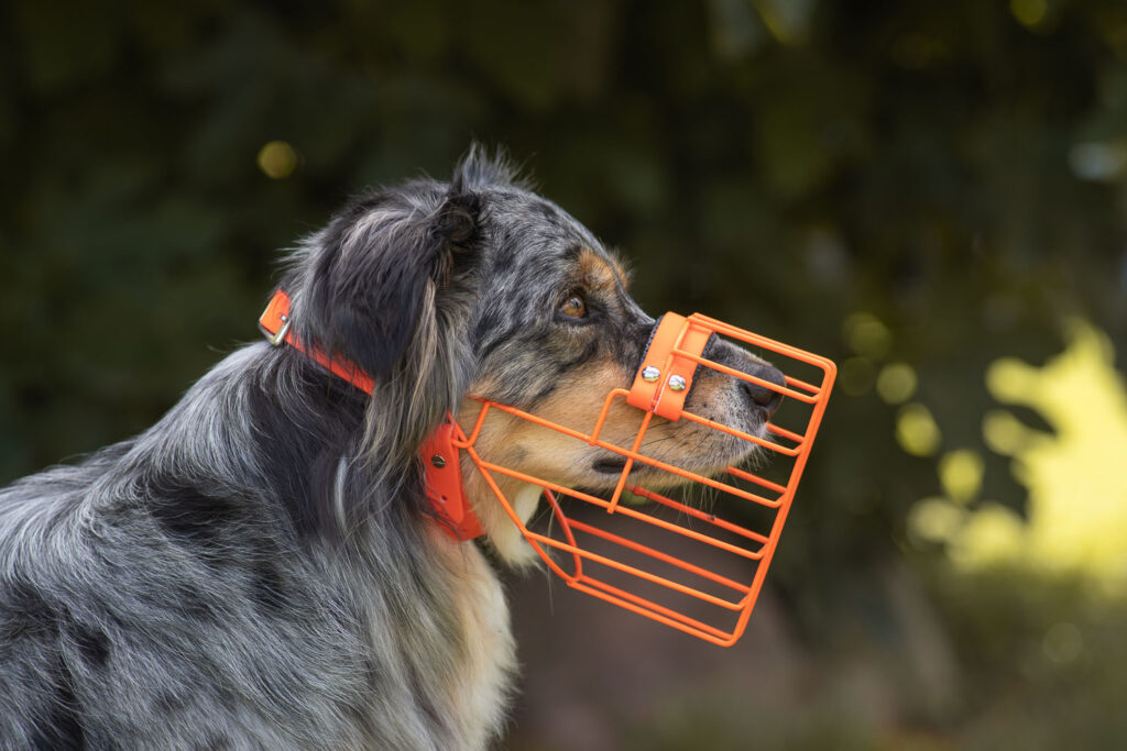 Individuell angepasster orangener Metallmaulkorb an einem Australian Shepherd